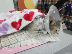 -达爱动物医院·犬猫分区·CT·复杂眼科(远洋山水分院)