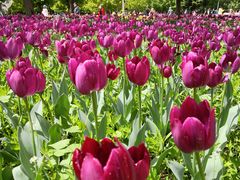 -长春公园(普阳街道)