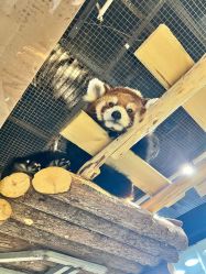 -Zoolung Zoolung动物主题公园(海信广场店)