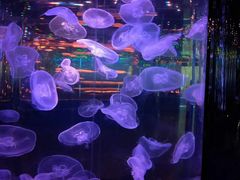 -石家庄海洋公园
