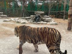 -上海野生动物园老虎餐厅