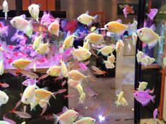 -青石桥花鸟鱼虫市场(叠翠城店)