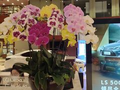 -广州长悦雷克萨斯