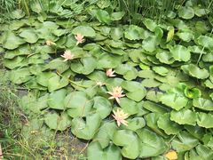-大塘金香草谷