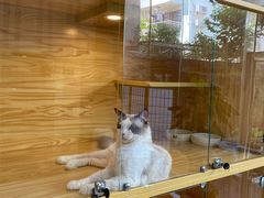 -小猫来了·猫舍(红山六九七九店)