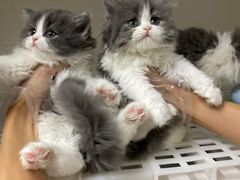 -lincat·猫舍(广州店)