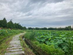 -水八仙生态园