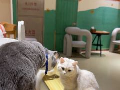 -藏猫猫咖啡主题馆(中央大道店)