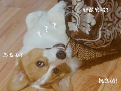 -宠福鑫康馨动物医院·骨科·眼科