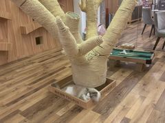 -袖虎·猫馆(体育西路店)