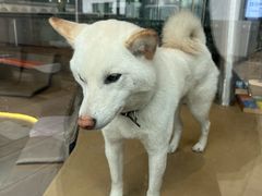 -柴务处·柴犬主题狗咖