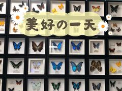 -上海大自然野生昆虫馆(东方明珠·爬宠昆虫探索中心)