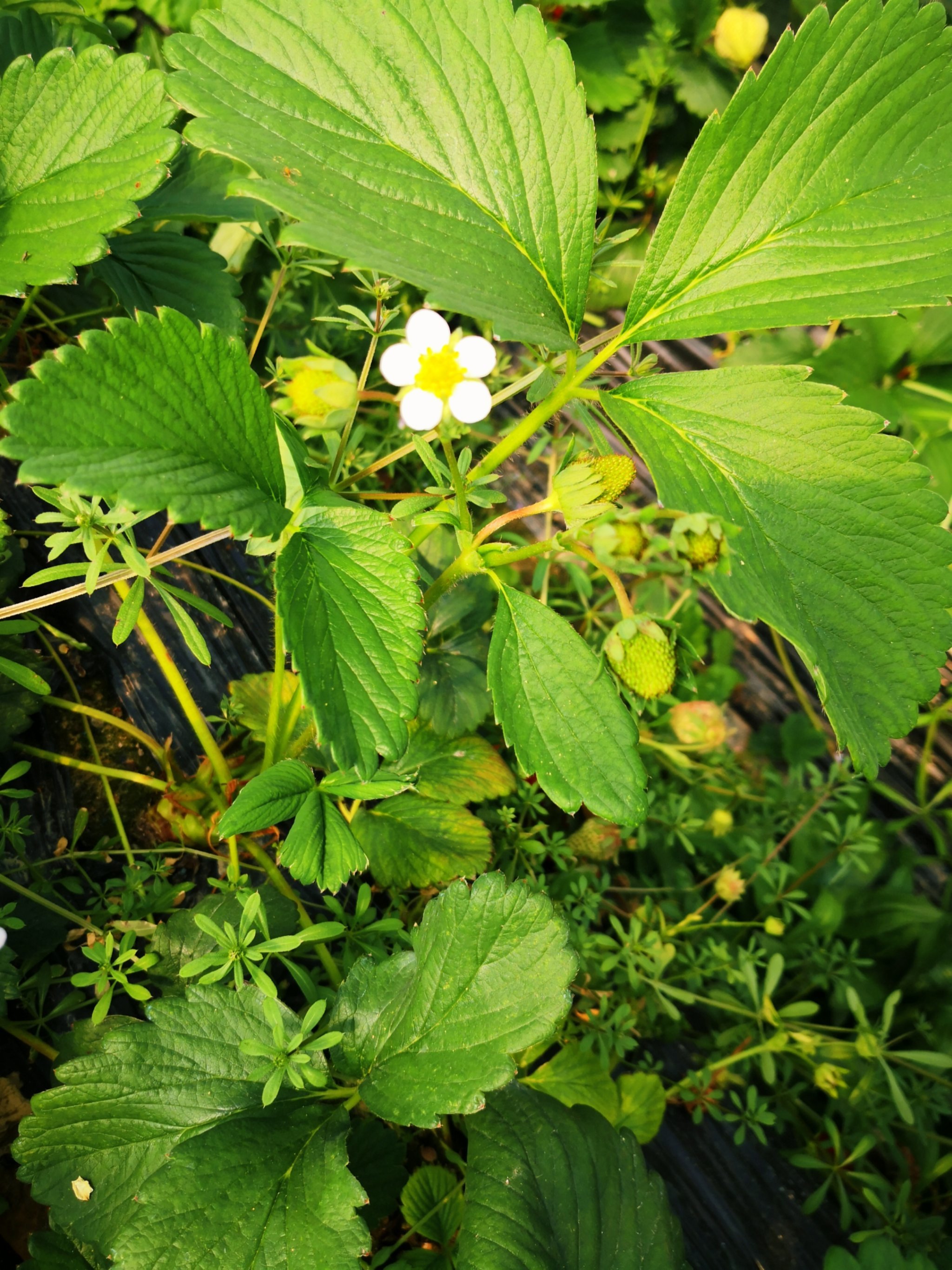 草莓花才是标配画花的模板吧!