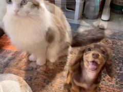 -纳吉亚猫专科动物医院·北北分院