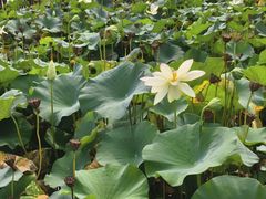 -莲花池公园