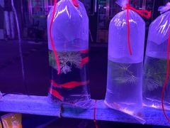 -中环花鸟鱼虫市场