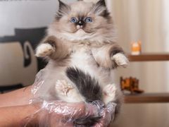 -小猫来了·猫舍(红山六九七九店)