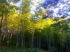 android_upload_pic-广州市石门国家森林公园