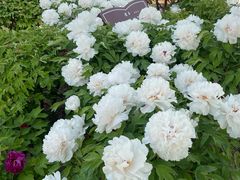 -曹州百花园
