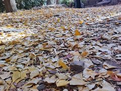 -秋霞圃