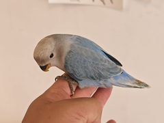 -吉丁鸟咖·异宠·寄养