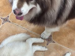 -Let's go狗咖·猫咖·奶狗·桌游(春熙路IFS店)