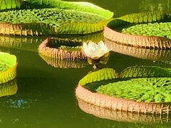 -国家植物园南园