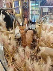 -卡通尼·Safari非洲探索乐园·生日会(金桥国际商业广场店)