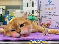 -瑞派动物医院·猫专科·至诚(江南中分院)