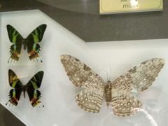 -上海昆虫博物馆