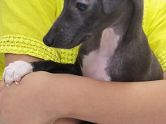 -达爱动物医院·犬猫分区·CT·复杂眼科(远洋山水分院)