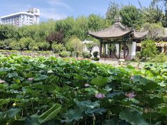 -莲湖公园