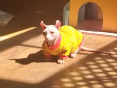 -MOCHA明星猫咖(田子坊店)