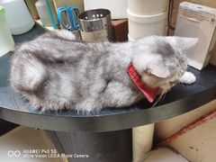 -猫色咖啡·猫咖