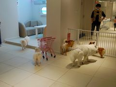 -怪兽屋·羊驼·猫咖·狗咖(俊华广场店)