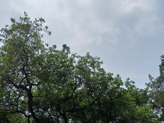 -滴水岩森林公园