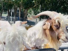 -新疆天山野生动物园