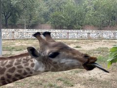 -北京野生动物园