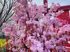 -古柏渡丰乐樱花园