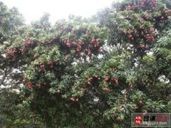 香山鸡嘴荔枝百年老树-香山鸡嘴荔枝