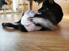 -柴犬小屋·柴餐厅·狗咖食堂(金鼎广场店)