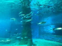 -北戴河圣蓝海洋公园