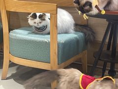 -藏猫猫咖啡主题馆(中央大道店)