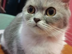 -猫色咖啡·猫咖