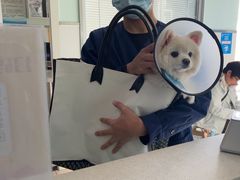 -佳雯宠物医院·皮肤科·内外科(春晓路分院)