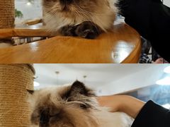 -喵园·猫主题咖啡厅·撸猫·猫咖(国贸店)