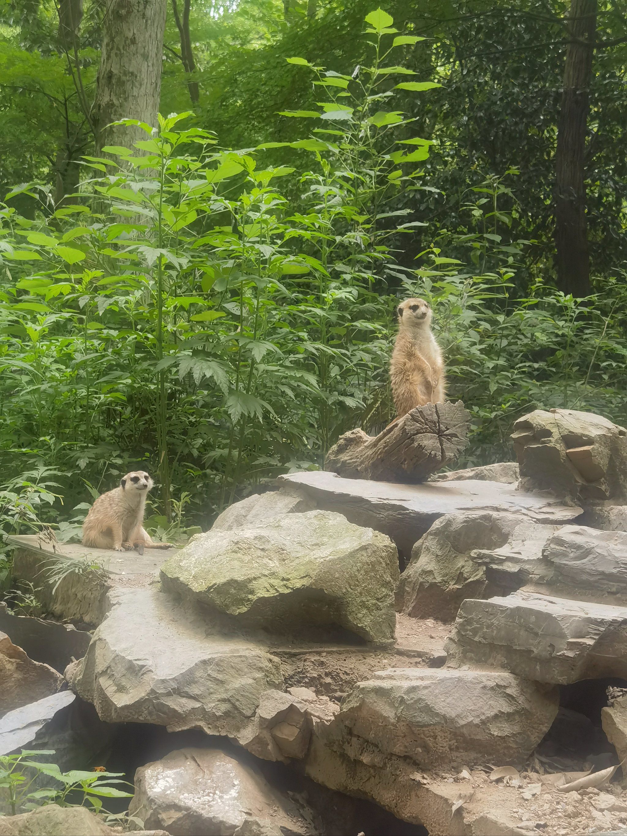 杭州人必去的动物园