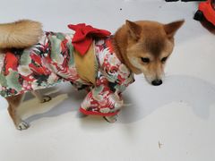 -猫色咖啡·猫咖