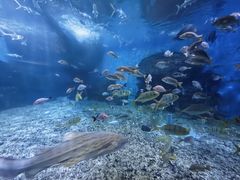 -泉城欧乐堡海洋极地世界