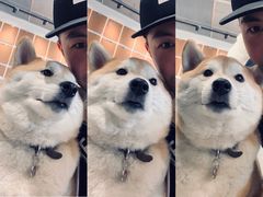 -柴务处·柴犬主题狗咖